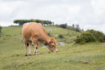 Vaca pastando en una colina verde