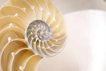 Obraz premium Aufgeschnittene Muschel