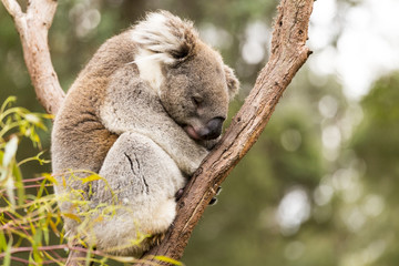Sleeping koala in gum tree