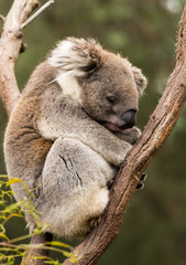 Sleeping koala in gum tree