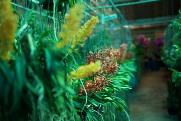 Flowers in the garden