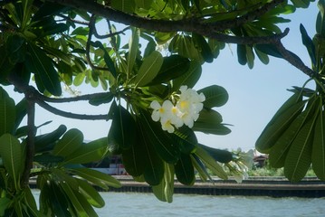 Flowers in the garden