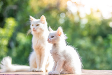 Obraz premium White cat and funny kitten in the grass on blurred green background.