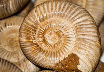 versteinerter Ammonit 