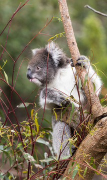 Fluffy Young Koala Eating Gum Leaves