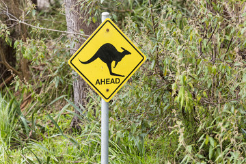 Kangaroos ahead sign with Australian bushland background