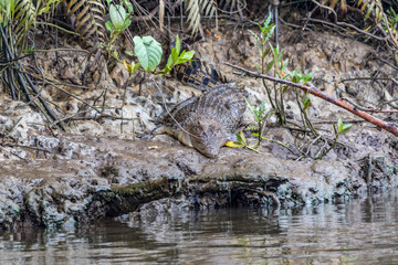 Crocodile sunning on riverbank