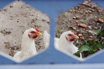 White hens walking around the farm
