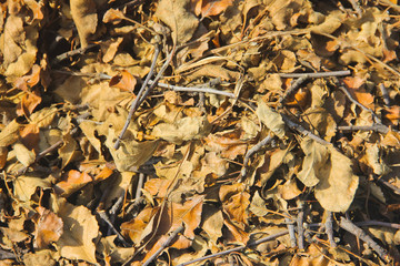 Dry leaves. Background. Texture