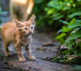 Red kitten in the grass on blurred green background at the morning.