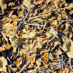 Dry leaves. Background. Texture