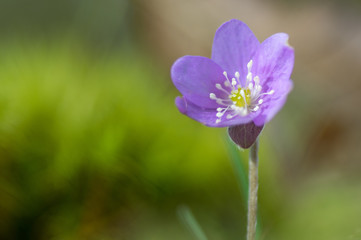 crocus in spring