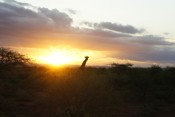 Obraz na płótnie Canvas Giraffe Sonnenuntergang