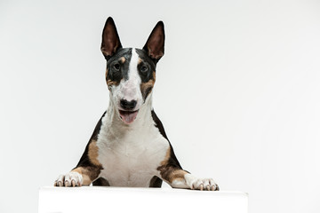 Bull Terrier type Dog on white studio background