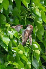 bird feeding