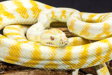 Yellow and white striped Darwin Albino Carpet Python coiled on tree root. Medium close up