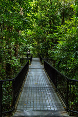 Suspended bridge walkway through tropical rainforest