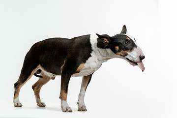 Bull Terrier type Dog on white studio background