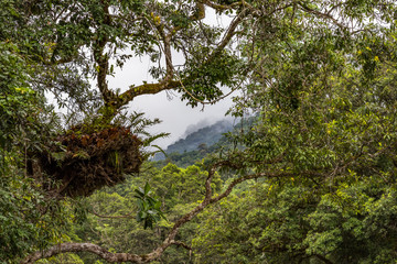 Scenic view of tropical rainforest