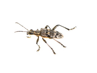 The longhorn beetle Rhagium mordax isolated on white background