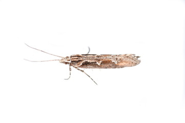 The micro moth Rhigognostis schmaltzella isolated on white background