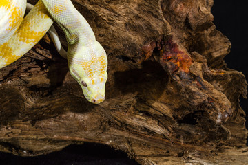Darwin Albino Carpet Python on tree root. Close up of head