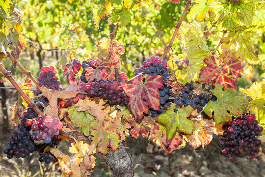 Grape harvest: bunches of red grapes on the grapevine