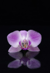 Fototapeta na wymiar Single purple orchid flower on black background with reflection and copy space 