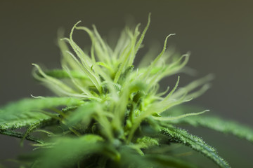 Naklejka na ściany i meble marijuana flower blooming medical cannabis plant