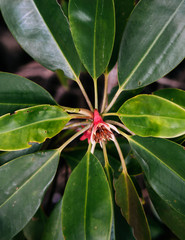 Black mangrove tree flower, Swart-wortelboom or Kandu. Close up shot