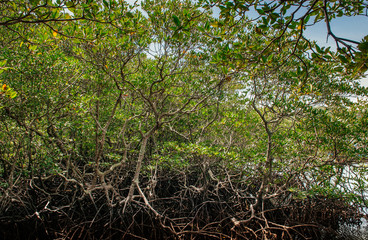 lush natural mangrove beach forest near Samui island in summer with complex of tree branches