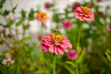 Obraz premium Bees and Flowers, Bee, pollenate, zinnia
