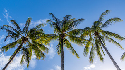 Scenic view of palm trees on tropical beach