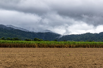 Tropical cane fields against mountain and cloudy sky