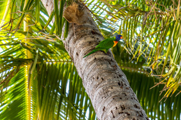Rainbow lorikeet perched in palm tree
