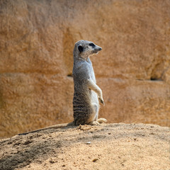 Single meerkat (species: Suricata suricatta) is standing on ground and watching what's going around.