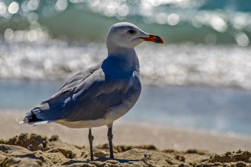 Mallorca - Es Trenc beach