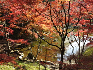 紅葉が美しい秋の小石川後楽園（清水観音堂跡から見た大堰川）　Koishikawa Korakuen Gardens（Oigawa）