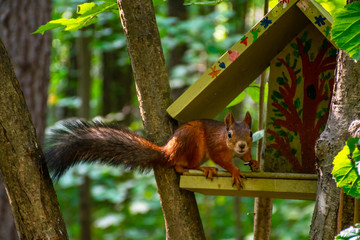 Squirrel sitting on a bird house