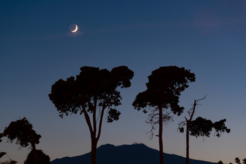 Silhouettes of trees with the moon