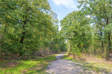 Fototapeta na wymiar Sandy path in a forest in sunlight at fall