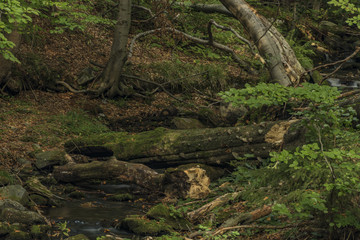 Creek in Kouty nad Desnou village in summer day