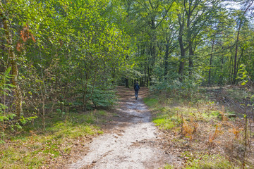 Sandy path in a forest in sunlight at fall