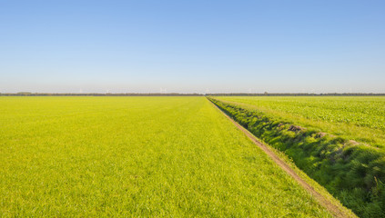 Green farmland with vegetables below a blue sky at fall