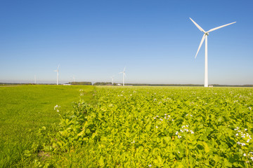 Green farmland with vegetables below a blue sky at fall