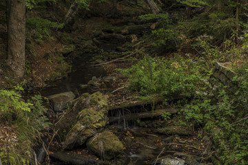 Creek in Kouty nad Desnou village in summer day