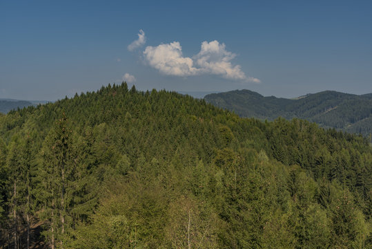 Fototapeta Forest in Jeseniky mountains in summer nice day