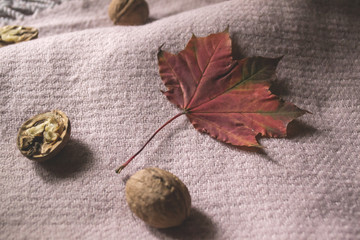Maple leaf and walnut on a woolen scarf. The beauty of autumn.