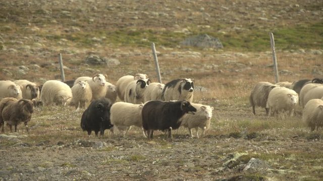 Herd of Icelandic sheep on the move during roundup, Iceland.mov