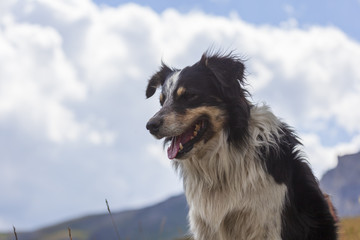 Un chien berger australien
